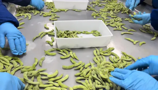 Gefrorene grüne Sojabohnen. Gefrorene grüne Edamame